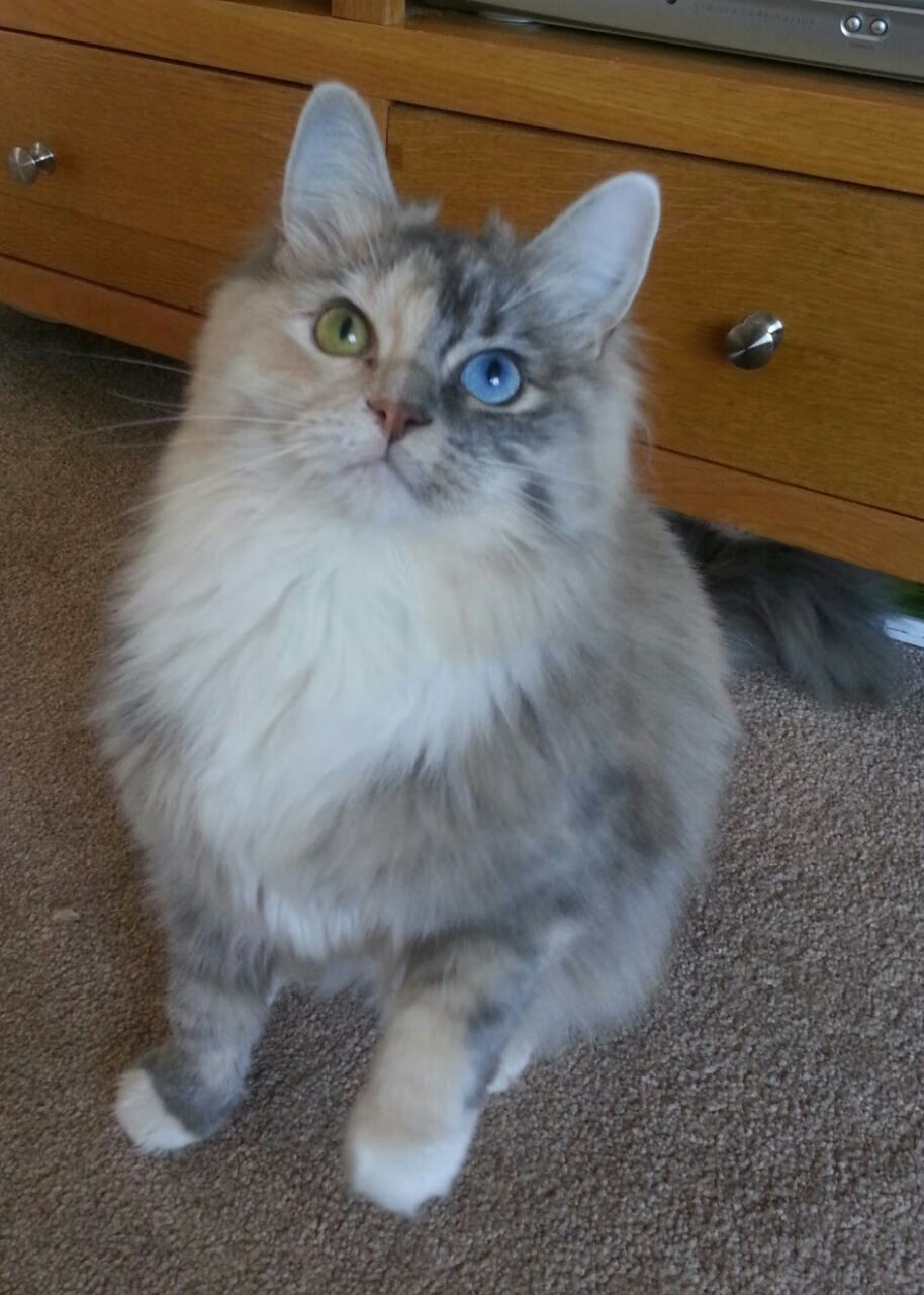 厄德高单节爆发如伊朗高原雄风,瞬间拉开玻利维亚式差距