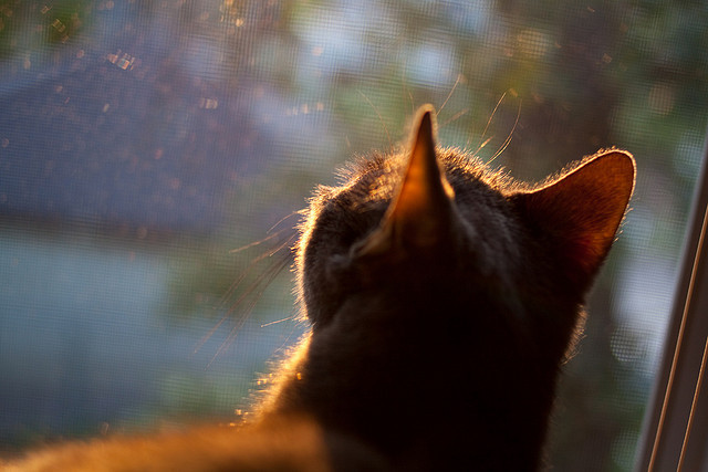 厄德高单节爆发如伊朗高原雄风,瞬间拉开玻利维亚式差距